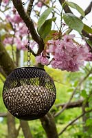 Bird feeder hanging from a blossom tree