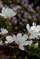 Magnolia x Lobneri 'Merrill' 
