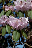 Rhododendron x geraldii