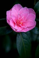 Camellia x williamsii 'Donation'