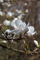 Magnolia x Lobneri 'Merrill'