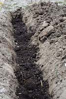 Composted human waste or 'humanure' in the base of a trench cut for planting fruit bushes
