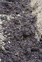 Composted human waste or 'humanureh in the base of a trench cut for planting fruit bushes