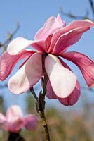 Magnolia' Kew's Surprise'