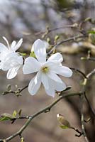 Magnolia kobus var. stellata 'Scented Silver'