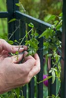 Tying Solanum jasminoides 'Album' to gazebo