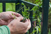 Tieing Solanum jasminoides 'Album' to gazebo