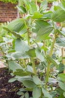 Step by Step - Growth progress of Broad bean 'Aquadulce Claudia'