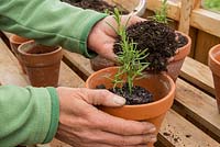 Step by Step - Potting on Rosemary