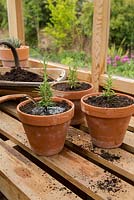 Step by Step - Potting on Rosemary