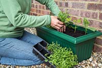 Step by Step - Container consisting of French Beans 'Climbing' and Lobelia 'Trailing Blue'