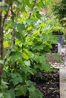 Step by Step - Growth development of bare root currant bushes in a raised bed 