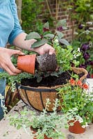 Step by Step - Hanging basket container of Fuschia Bush 'Thalia', Diascia 'Romeo Orange', Bacopa 'Mega White' and Helichrysum microphyllum