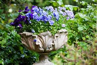 Blue and purple Pansies and Nemesia in ornate stone urn - Ocklynge Manor