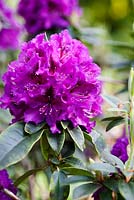 Rhododendron 'Purple Splendour' - Ocklynge Manor