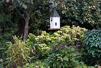 Mixed planting of Choisya ternata 'Sundance', Paeonia, bamboo, Skimmia, and Eleagnus with dovecote style bird box