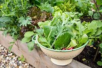 Step by Step - Harvested Oriental salad leaves 'All Greens Mix', Lettuce 'Webbs Wonderful', Lettuce 'Lollo Rossa' and Radishes 
