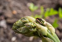 Crioceris asparagi - Common Asparagus beetles mating