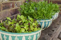 Step by Step - Growth development of Mixed lettuce 'Contrasts', Niche Oriental mixed and Rocket 