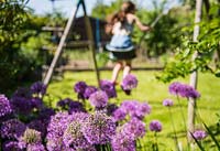 Young girl playing on swing, Allium aflatunense in foreground