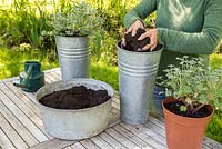 Step by Step - Planting Pelargonium sidoides into galvanised steel containers
