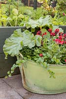 Step by Step - Development shots of container with Petunia 'Tumbelina', Diascia 'Romeo Red', Rhubarb and Satureja Douglasii