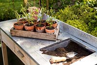 Step by Step - Planting Verbena bonariensis into terracotta pots