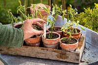 Step by Step - Planting Verbena bonariensis into terracotta pots