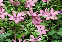 Clematis 'Giselle',New for 2013