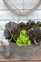 Red and green lettuces with chives in old metal bucket
