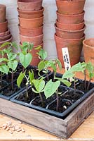 Bean seedlings in seed tray on potting bench - Phaseolus vulgaris 'Purple Teepee'