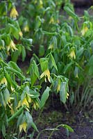 Uvularia perfoliata - Bellwort 