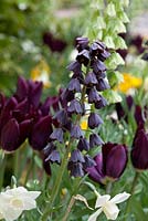 Fritillaria persica with Tulipa 'Havran' and Narcissus 'Waterperry'