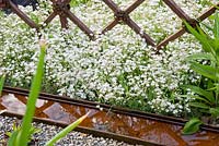 White clouds of Gypsophila repens 'Alba' between wrought iron fence and a corten steel water rill