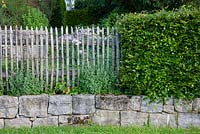 A wooden picket fence and a hornbeam hedge meet on the top of a granite dry stone wall,Fagus sylvatica, Thalictrum aquilegifolium