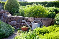Tin watering can and Sempervivum in terracotta bowl in front of a dry stone wall made of collected field stones, other plants are Buxus, Coreopsis verticillata, Euphorbia polychroma,  Sempervivum