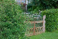 Meadow-rue behind an antique wrought iron garden gate, Amelanchier, Fagus sylvatica, Thalictrum aquilegifolium