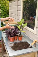 Step by Step. Planting container of Ipomoea Sweet Caroline 'Purple' and Aubergine 'Money Maker'