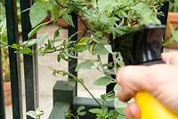 Step by Step -  Spraying pesticide on greenfly, Solanum jasminoides 'Album'