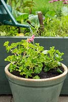 Step by Step -  Container of Chilli 'Cayenne' and Pelargonium 'Decora Red', Ivy Leaf
