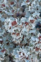Atriplex hymenelytra, Desert Holly Saltbush,   California, USA