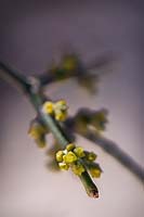 Phoradendron californicum, the desert mistletoe or mesquite mistletoe