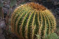 Echinocactus grusonii, Golden Barrel Cactus, Arizona USA