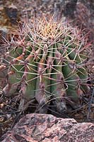 Ferocactus emoryi, Coville Barrel cactus,  Southeast Arizona, New Mexico, Mexico