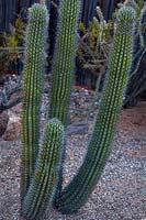 Stenocereus thurberi, Organ Pipe cactus, Arizona, USA