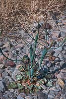 Eriogonum inflatum, Desert trumpet, Death Valley, California