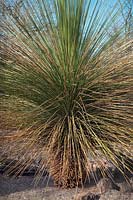 Dasylirion longissimum, the Mexican Grass Tree, is a species of flowering plant native to the Chihuahuan Desert and other xeric habitats in Northeastern Mexico