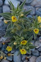 Mohavea breviflora, Lesser mohavea, Death Valley, California