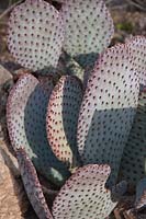 Opuntia basilaris, Beavertail cactus, Arizona USA