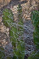 Opuntia sulfurea, cactus, Argentina, Bolivia